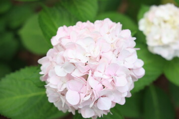 アジサイ（福岡筥崎宮あじさい苑）