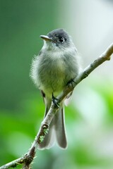 Vertical shot of a Cuban pewee bird