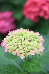 アジサイ（福岡筥崎宮あじさい苑）