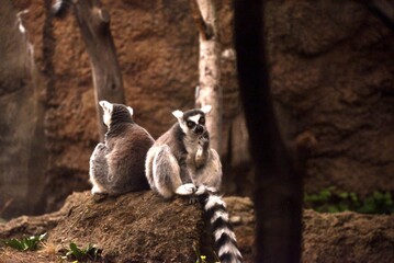 Ring-tailed lemurs in a zoo © Wirestock