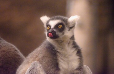 Portrait of a ring-tailed lemur licking its nose © Wirestock