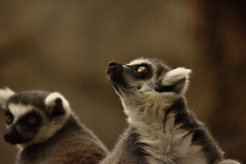 Portrait of ring-tailed lemurs in a zoo