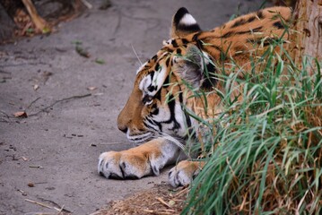 Side view of an amur tiger lying in its habitat in a zoo