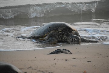 Fototapeta premium Sea turtle on a sandy beach.