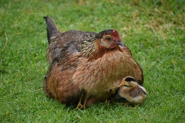 Mother chicken with its chick on the grass.