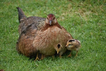 Mother chicken with its chicks on the grass.