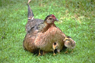 Mother chicken with its chicks on the grass.