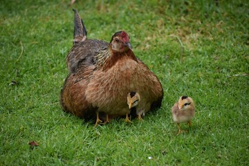 Mother chicken with its chicks on the grass.