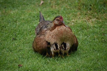 Mother chicken with its chicks on the grass.
