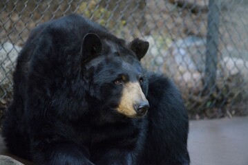 Closeup shot of a wild black bear in a forest near a fence