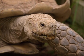 Closeup shot of details on an old brown tortoise