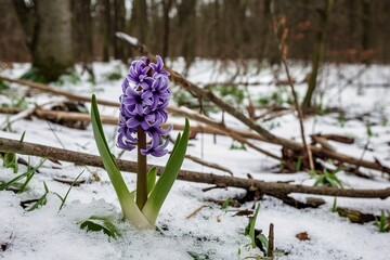 Hyacinth flower growing in snow in early spring forest