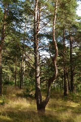 Vertical shot of green trees in the forest