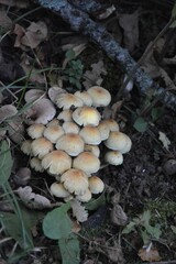 Vertical shot of the white sulphur tuft mushrooms growing in the forest