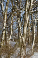 Vertical shot of white trunks of tall trees against the blue background of the sky