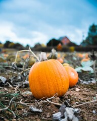 Vertical shot of a freshly harvested pumpkin in a field