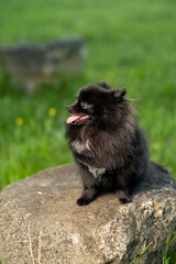 Happy Little Cute Fluffy Pedigree Pomeranian Dog sit on rock outdoor at park 