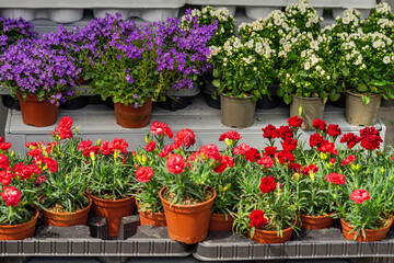 Obraz premium Flower seedlings in pots standing on shelves of flower center for sale. Home and garden landscaping