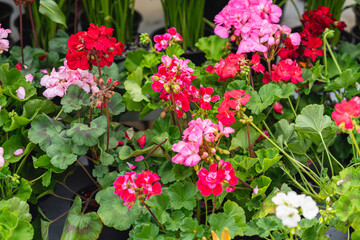 Colorful geraniums, seedlings in pots for garden. Flower market