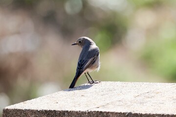 Obraz premium Black redstart (Phoenicurus ochruros) on a stone