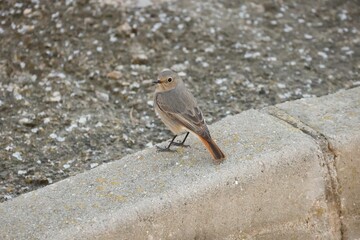 Black redstart (Phoenicurus ochruros) on a stone