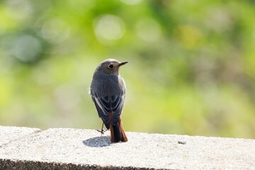 Black redstart (Phoenicurus ochruros) on a stone
