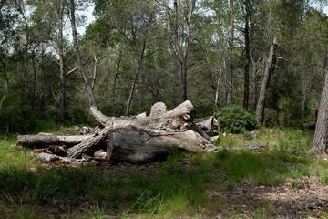 View of a fallen tree before the green trees in a forest