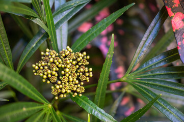 Fototapeta premium Closeup shot of the tropical plants in the garden