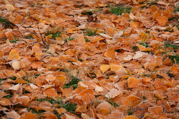 Winter autumn and Flower, Plant, and Berry Blooms and autumn leaves on snowy ground