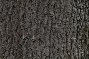 Bark Texture, Detailed Closeup of Tree Bark's Rough Surface