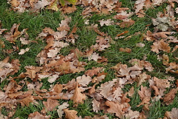 Winter autumn and Flower, Plant, and Berry Blooms and autumn leaves on snowy ground