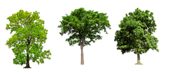 Tropical trees create against transparent backdrops.