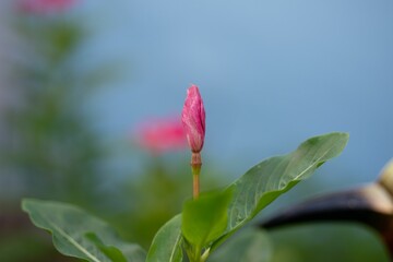 Closeup of a blooming pink flower on the blurry background