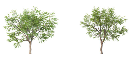 Green trees collection on transparent background