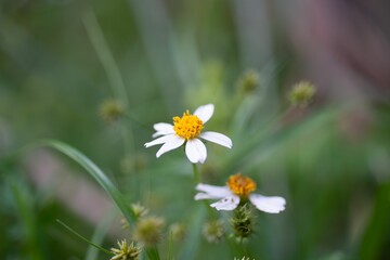 Small white bidens alba flower in a selective focus in the green field