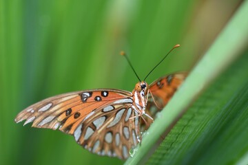 Closeup of a Gulf fritillary butterfly on the green grass