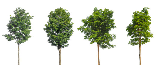 Big trees standing growth collections isolated on transparent backgrounds 3d rendering