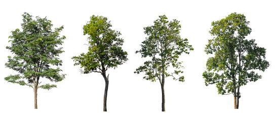 Trees standing growth collections isolated on transparent backgrounds 3d rendering