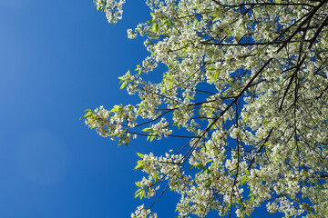 White cherry blossoms on a cherry tree, a beautiful sight of nature's floral beauty in bloom against a blue sky