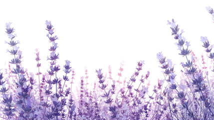 Wildflower bush lavender isolated on white background