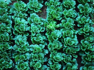Image of a green vegetable countryside farmyard lined orderly