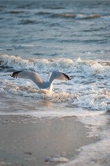 Naklejka premium Vertical shot of a seagull flying off from a seashore