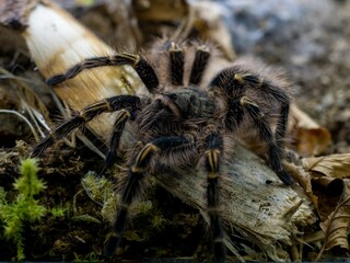 Macro shot of a Chaco golden knee (Grammostola pulchripes)