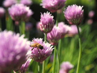 Flowering chive in a natural garden with a bee on a sunny day