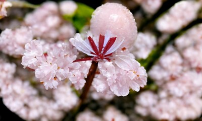 Delicate pink cherry blossom during the springtime on the blurred background