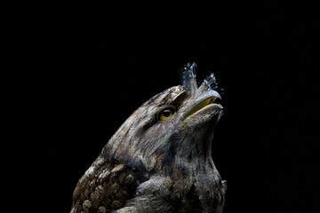 Closeup shot of a Tawny Frogmouth (Podargus strigoides) bird on a black background