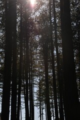 Fototapeta premium Low-angle shot of trees in a forest