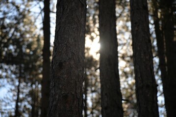 Selective focus shot of tree trunks in a forest
