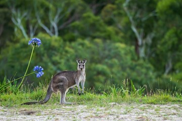 Kangaroo striding through a grassy field