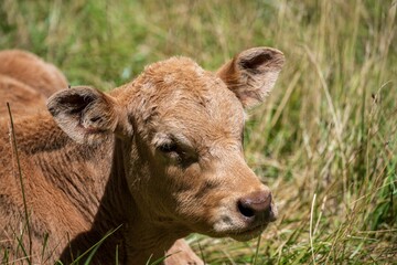 Fototapeta premium Small brown cow in a lush green grassy field in a rural countryside